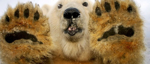 Готовность загранпаспорта сорвала планы белого медведя